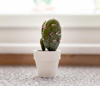 A close up of a cactus plant